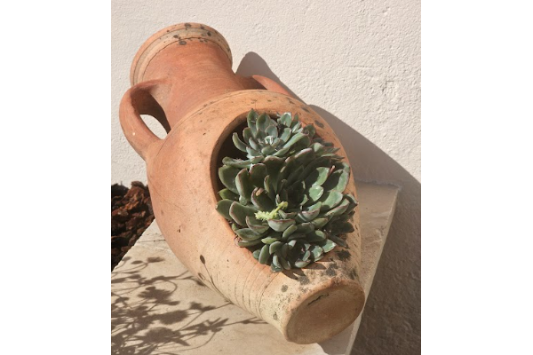 une plante bien abriter une plante bien abriter