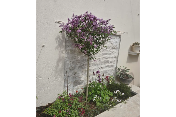 les plante du massif les plante du massif