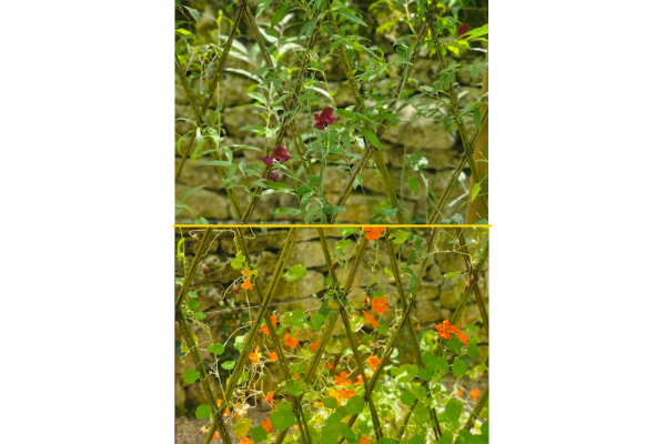 A l’assaut du treillage A l’assaut du treillage